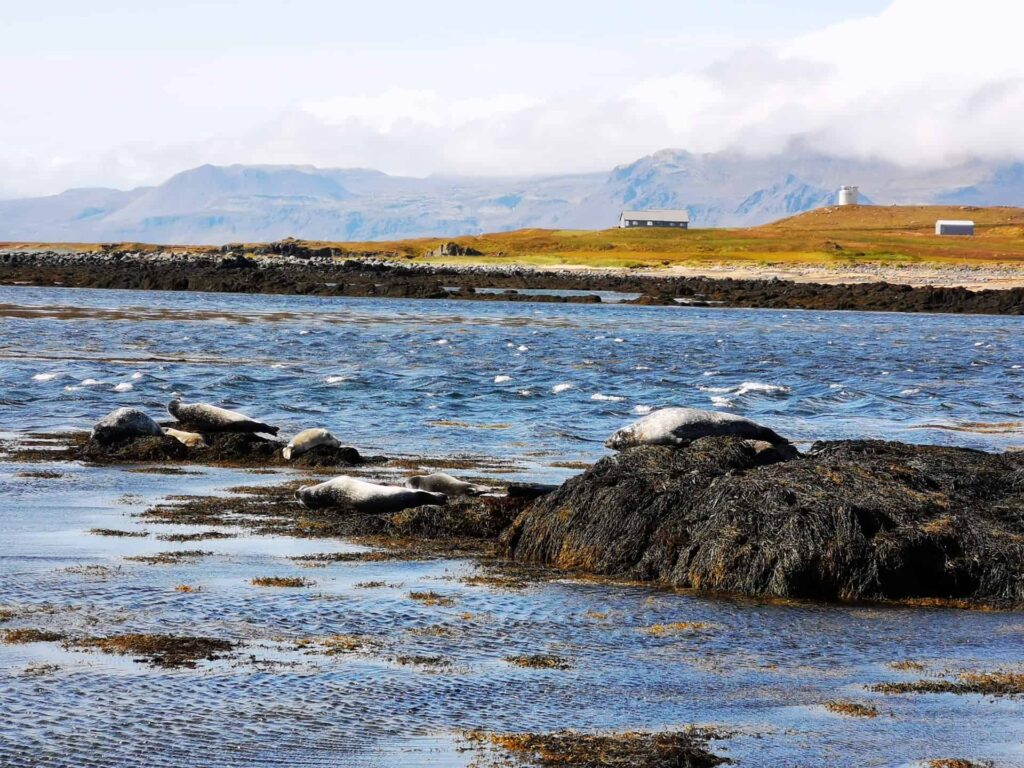 Seals in Iceland
