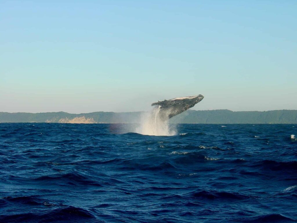 Whale watching visit to Iceland