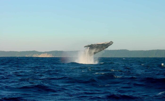 Whale watching visit to Iceland