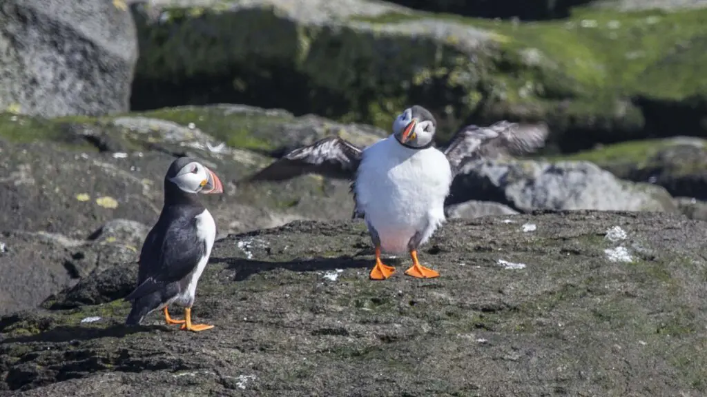 puffins in iceland