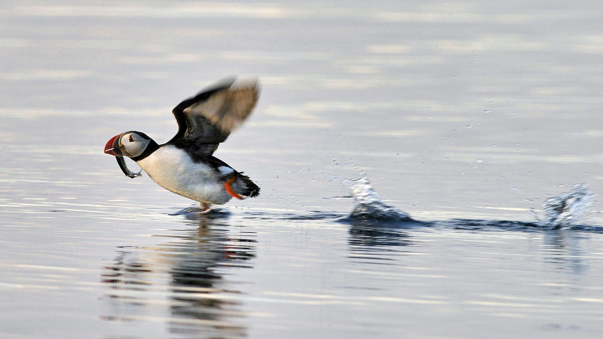 A Puffin taking off from the sea