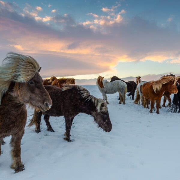 Visit Iceland Horses