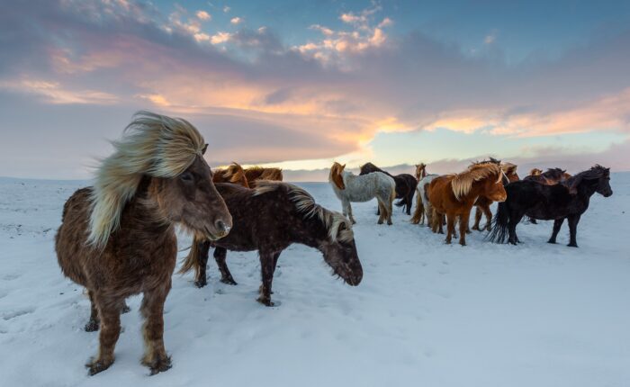 Visit Iceland Horses