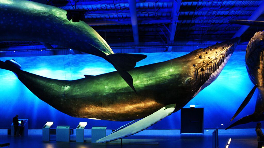 A Whale in the Whales of Iceland Museum