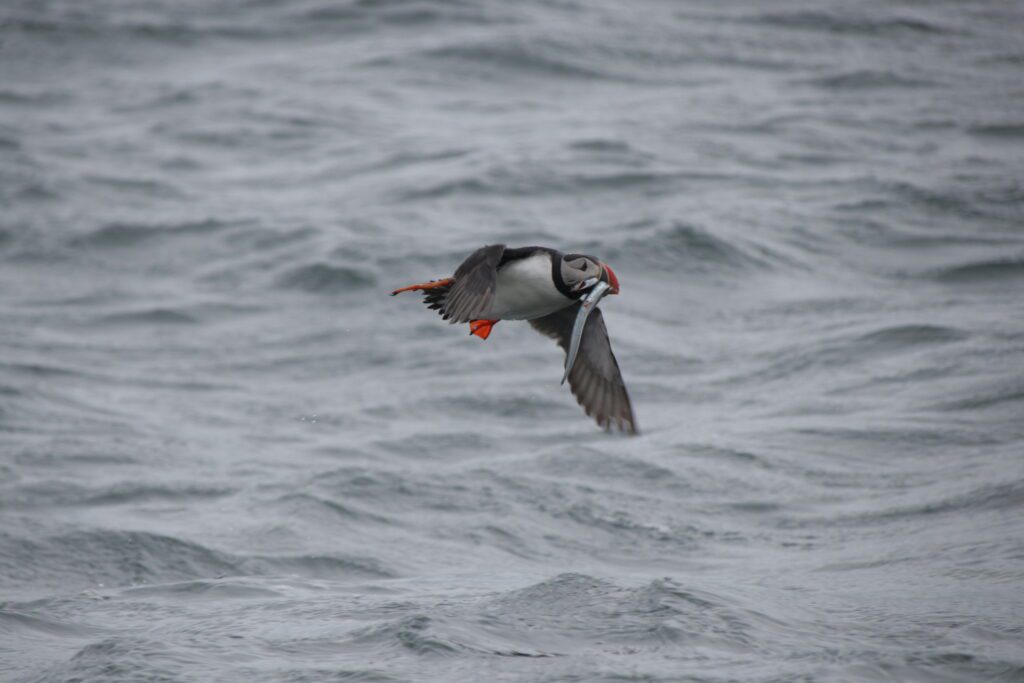 Puffin bird with a fish in mouth flying over water