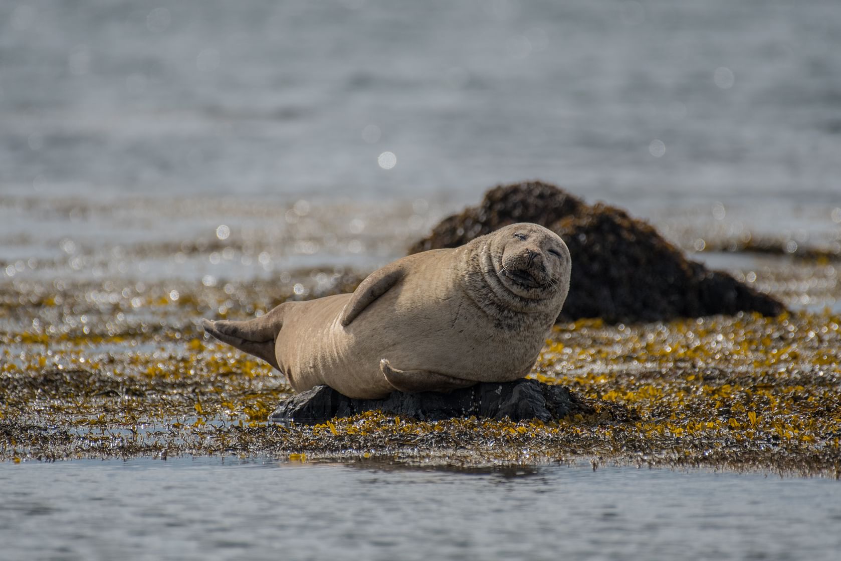 Plenty of Seals on the Snafellsnes Peninsula Tour