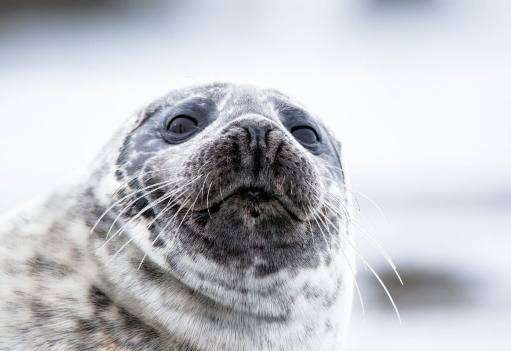 Profile of a Seal on the Magical Snaefellsnes Peninsula Tour