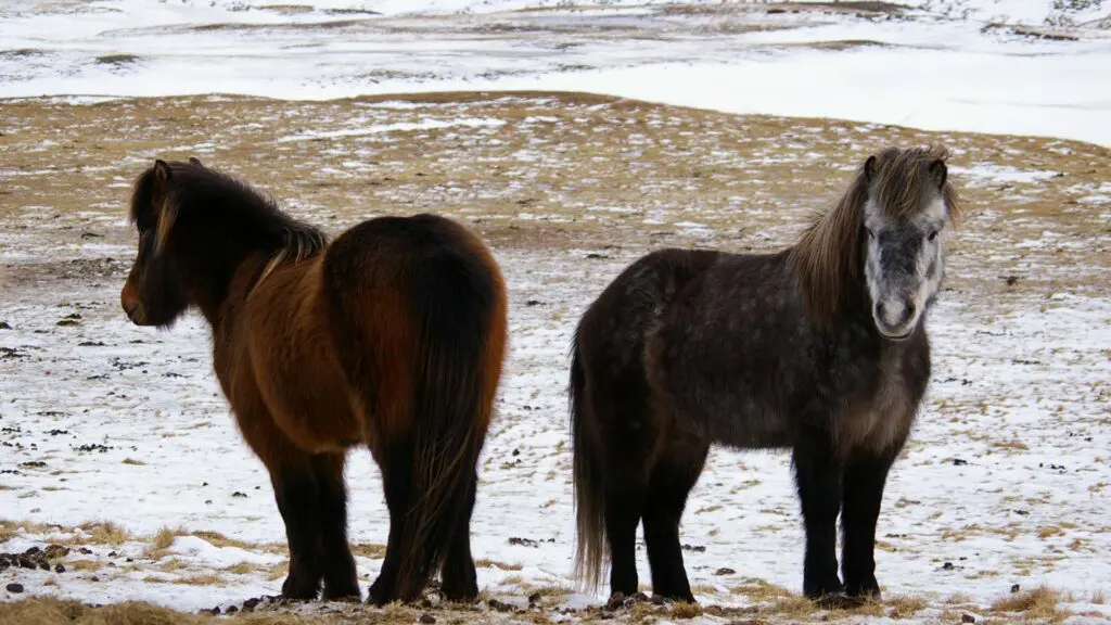 icelandic horse, final winter month