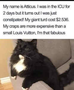 Some cats are more expensive than others!