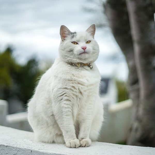 Icelandic white cat