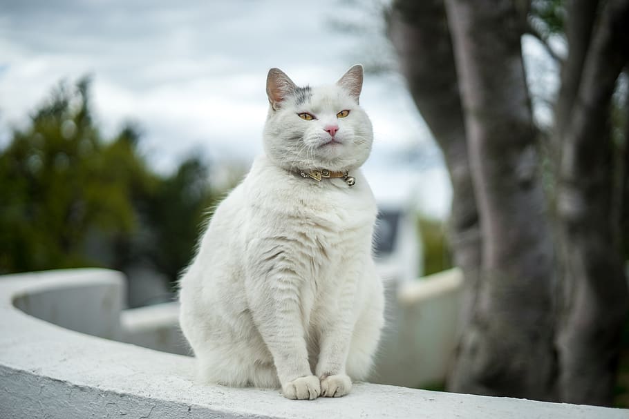Icelandic white cat