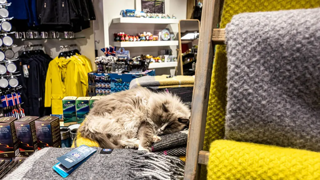 cat lying on top of blankets, seen on Reykjavik Catwalk Tour. Ofelia the cat.
