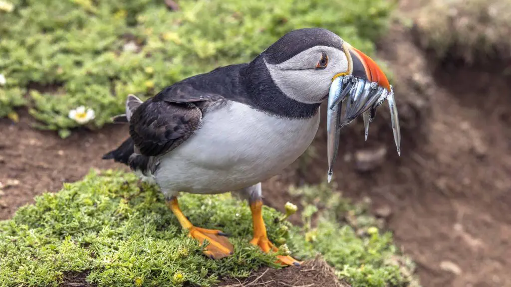 puffins in Iceland