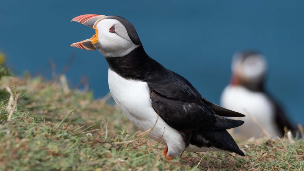 Getting 'Puffed' up about Puffins – Cruise Traveller