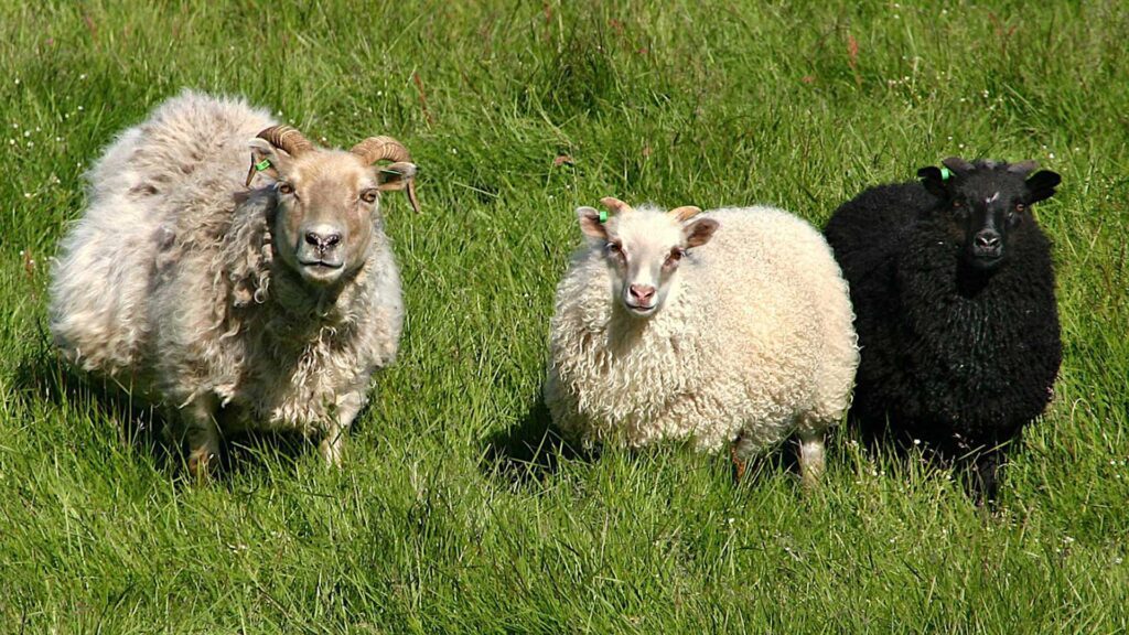 an ewe with her two lambs, icelandic réttir, icelandic sheep, réttir
