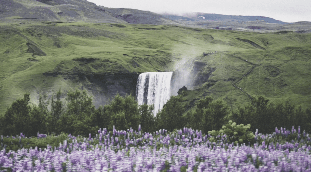 Skógafoss Waterfall is one of the most popular waterfall in Iceland, the South Coast. Lupin in Iceland.