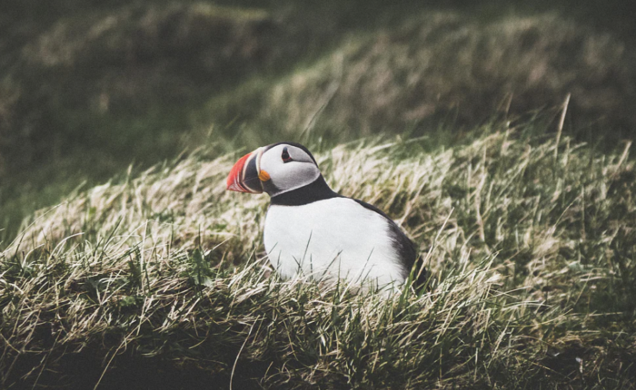 The Westman Islands off Iceland's south coast is home to the world's largest Atlantic puffin colony.