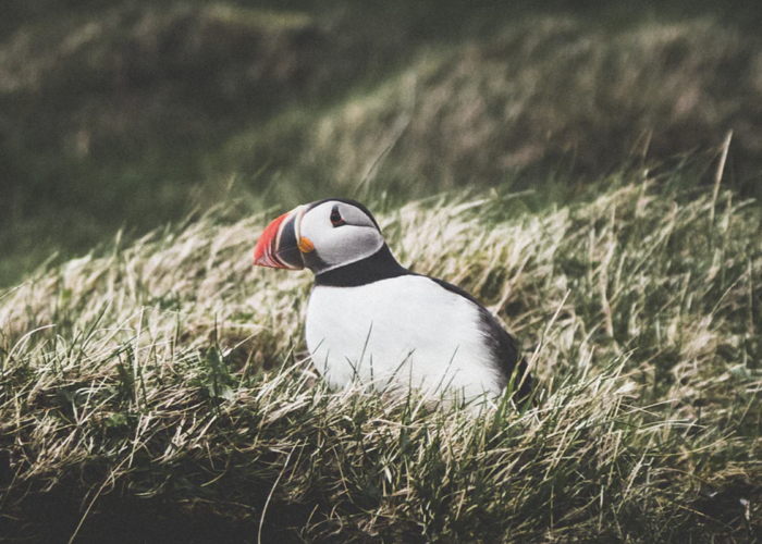 The Westman Islands off Iceland's south coast is home to the world's largest Atlantic puffin colony.