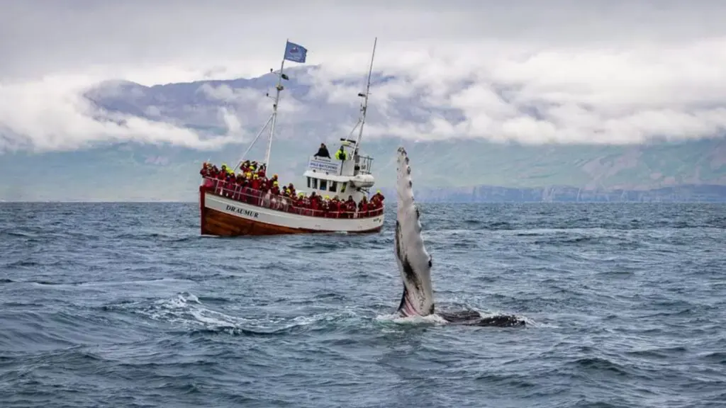 Whale spot on the whale watching tour