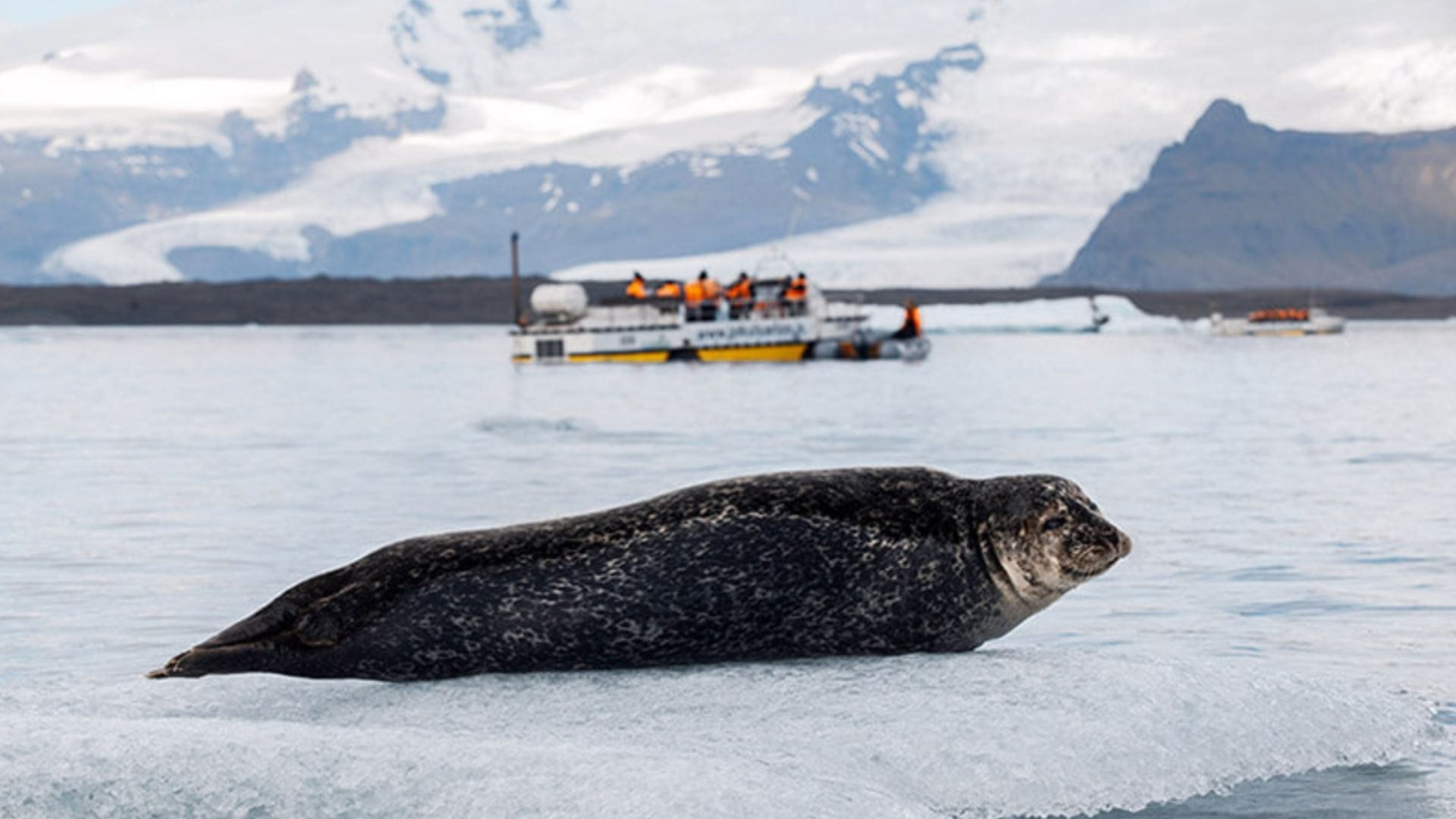 A seal on the iceberg on the Glacier Lagoon in Iceland