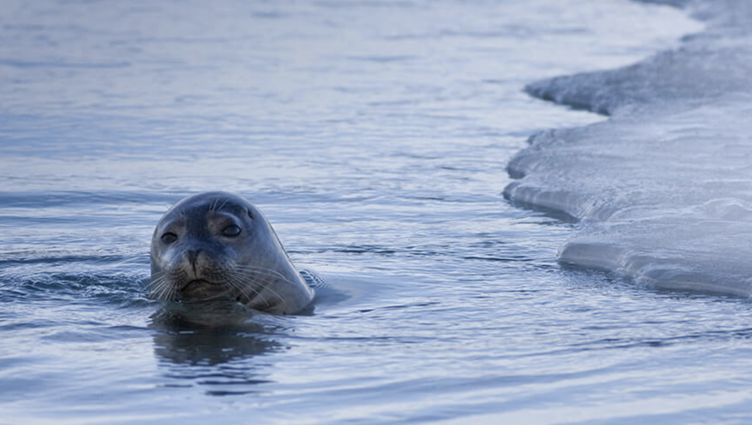 The Glacier Lagoon is one of the best spots in Iceland to see seals