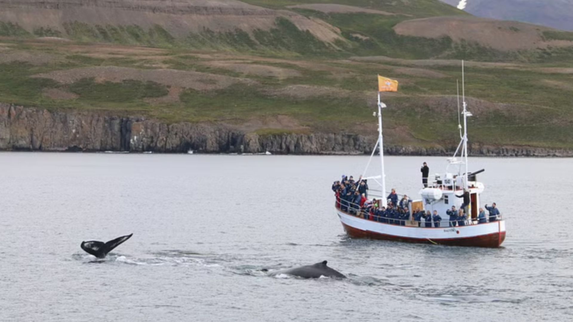 Boat on the whale watching tour in Iceland