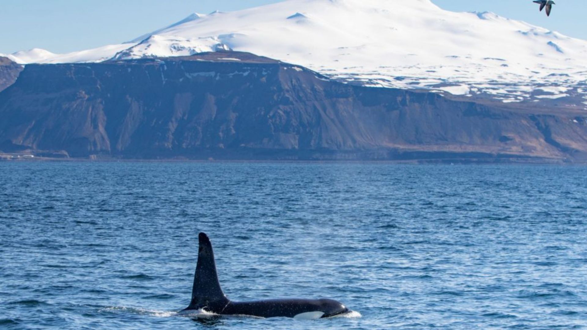 Orca spotted in Olafsvik in West Iceland