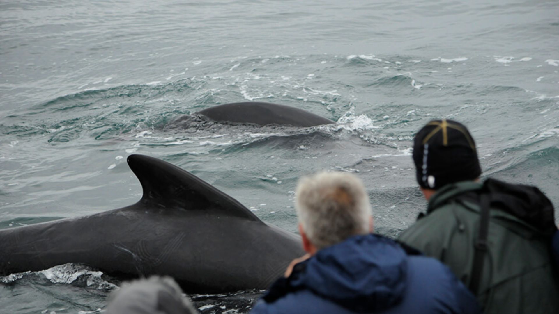 Whale watching tour in West Iceland