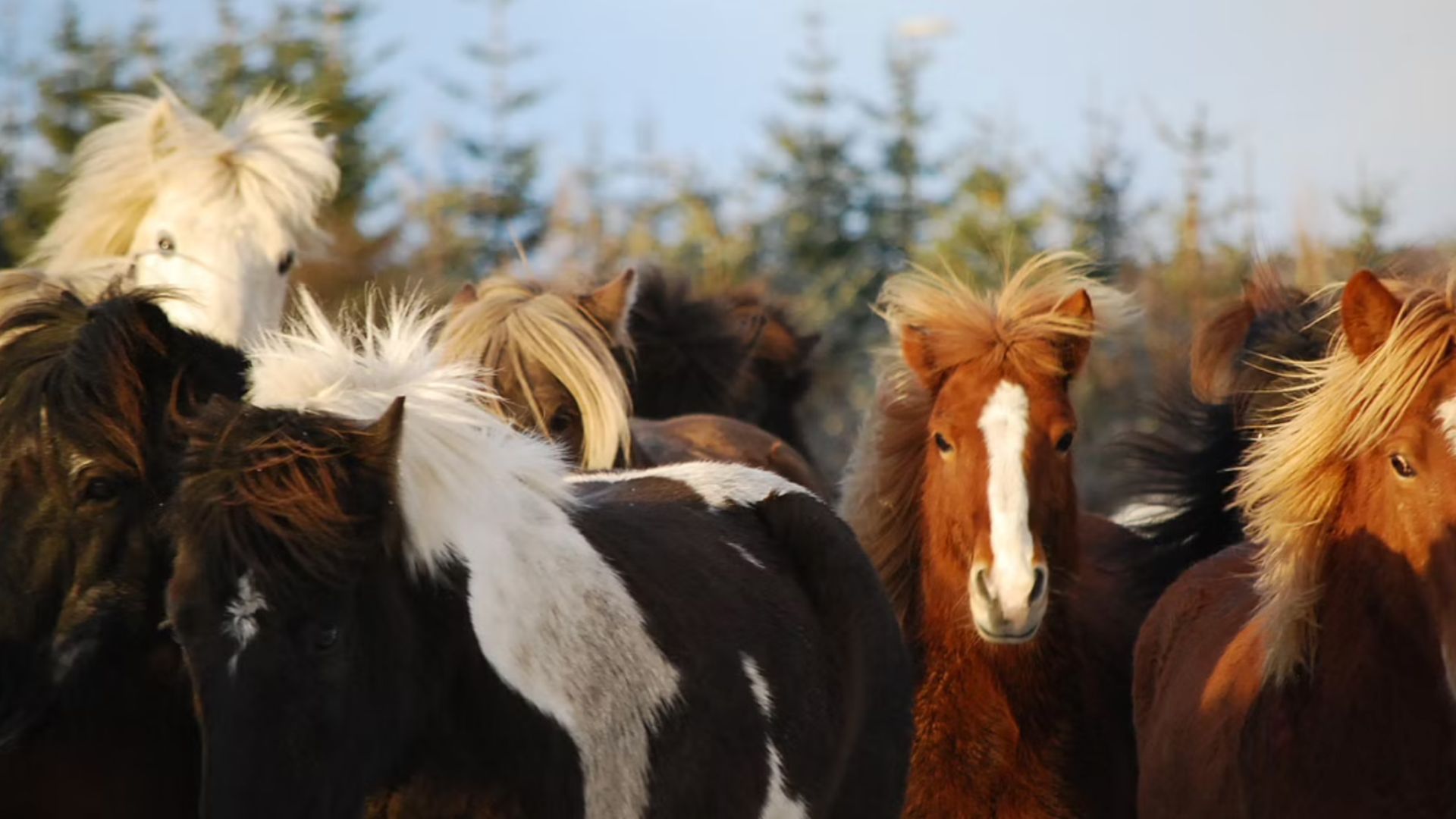 The Icelandic Horses