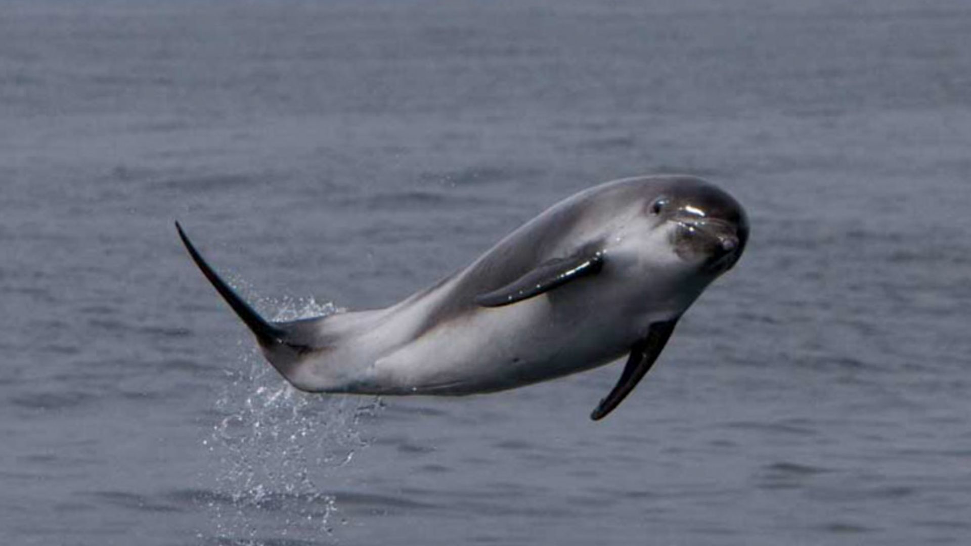 Jumping dolphin in Iceland