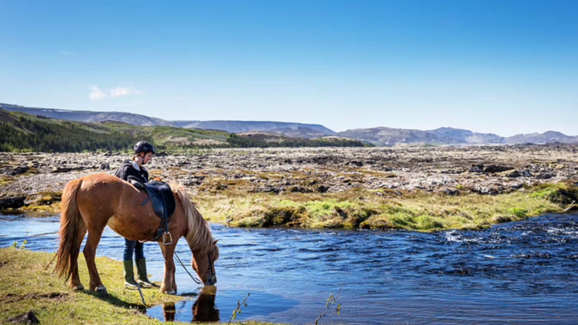 Horse drinking water from river on horseback riding tour in Iceland