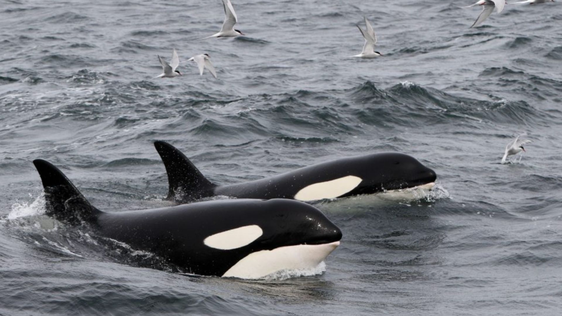 Orcas in Iceland