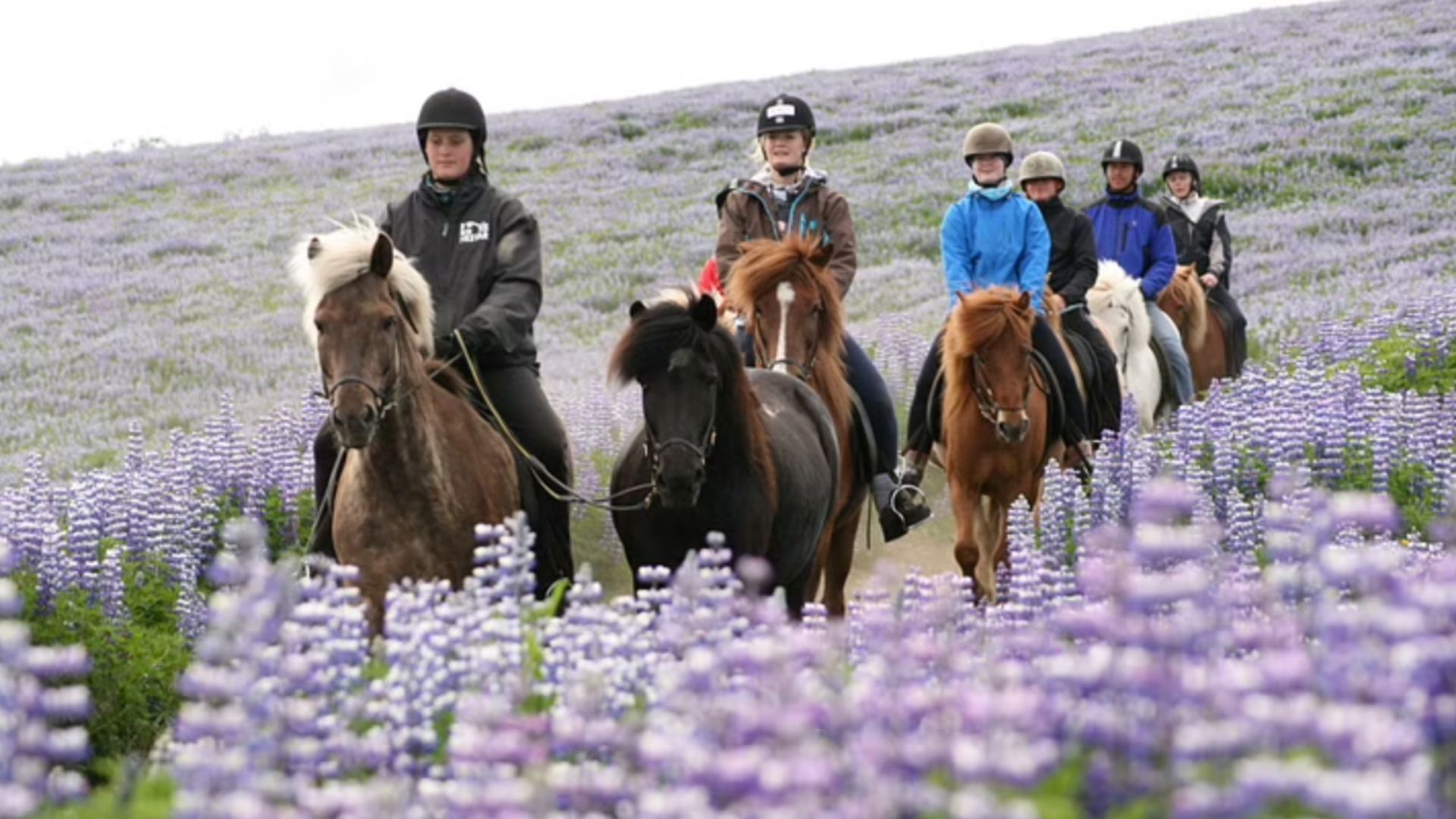 Horseback riding tour in Iceland purple flowers lupin around