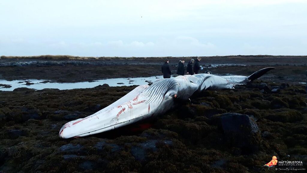 whale meat in iceland, stranded whale, finback whale