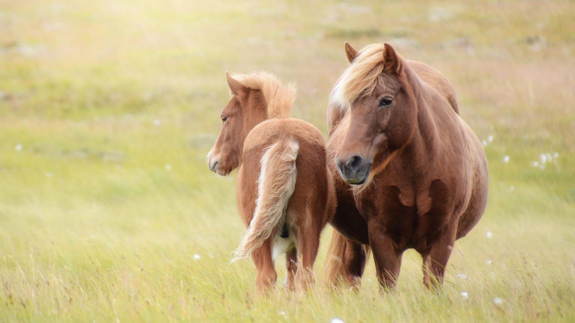 Horse Meat in Iceland Your Friend in Reykjavik