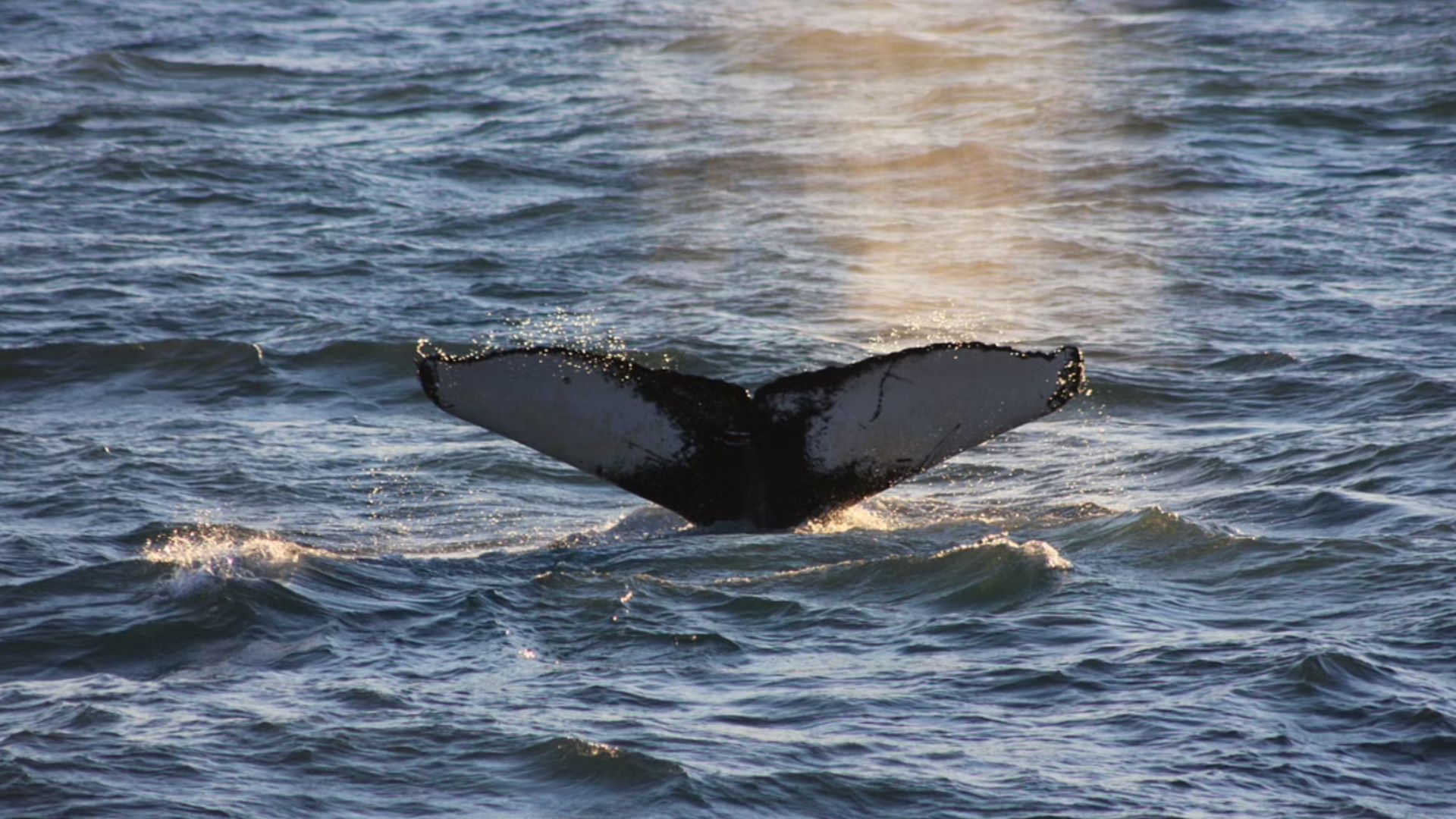 Whale's tail during the whale watching tour in Iceland