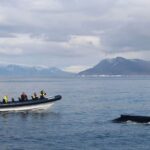 Whale watching tour by speed boat