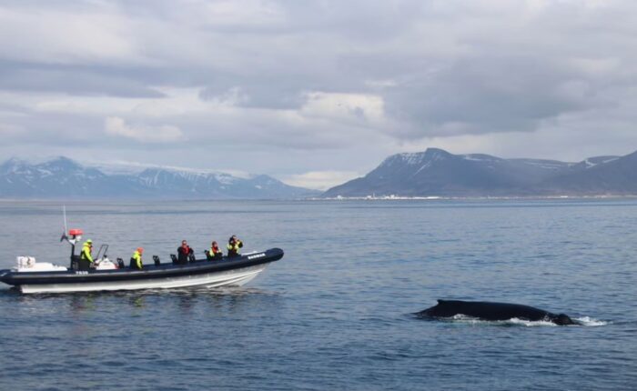 Whale watching tour by speed boat