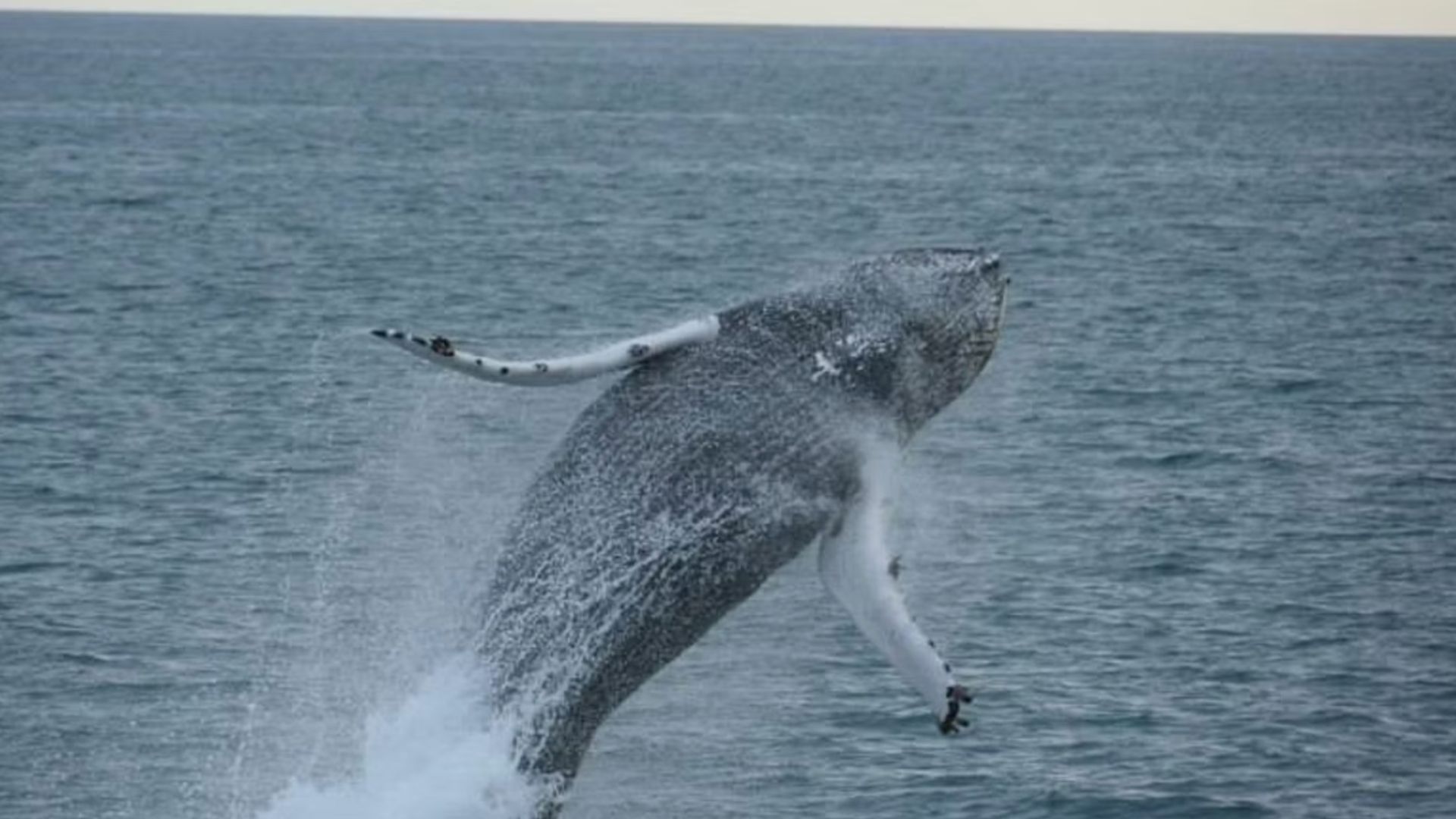 Whale is jumping, Iceland