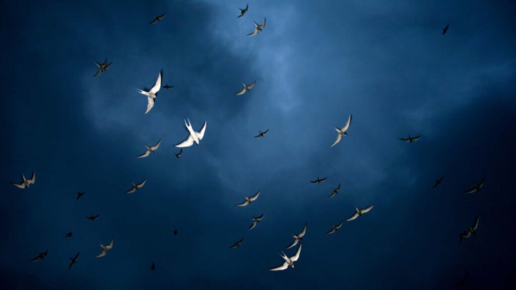 arctic terns flying