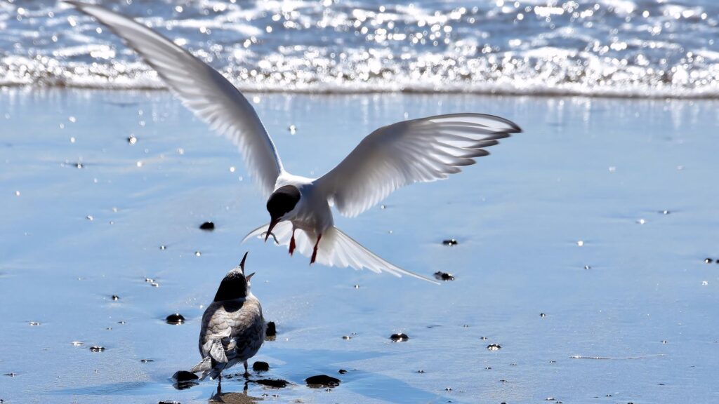 arctic tern feeding a chick