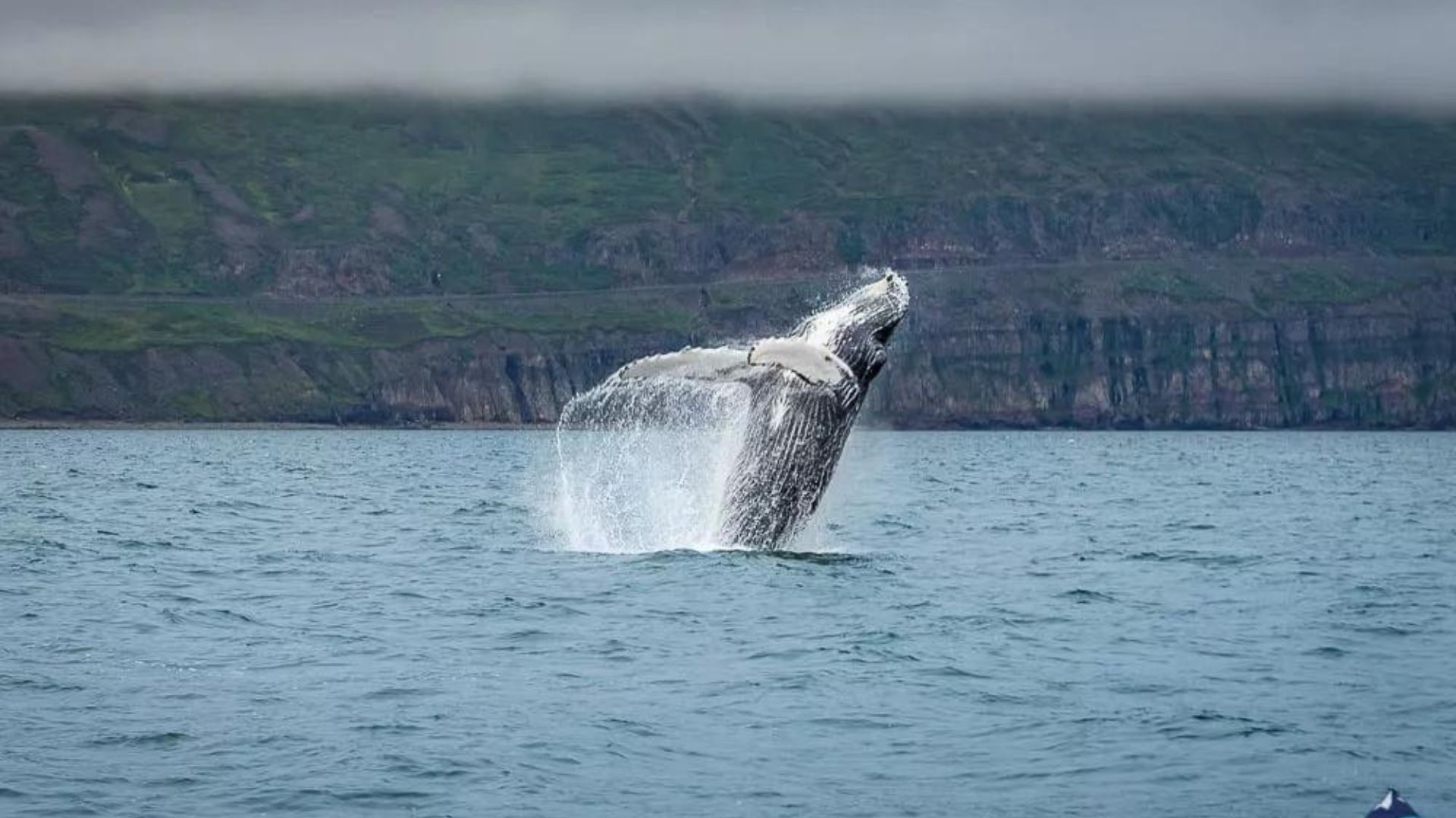 Whales in Iceland