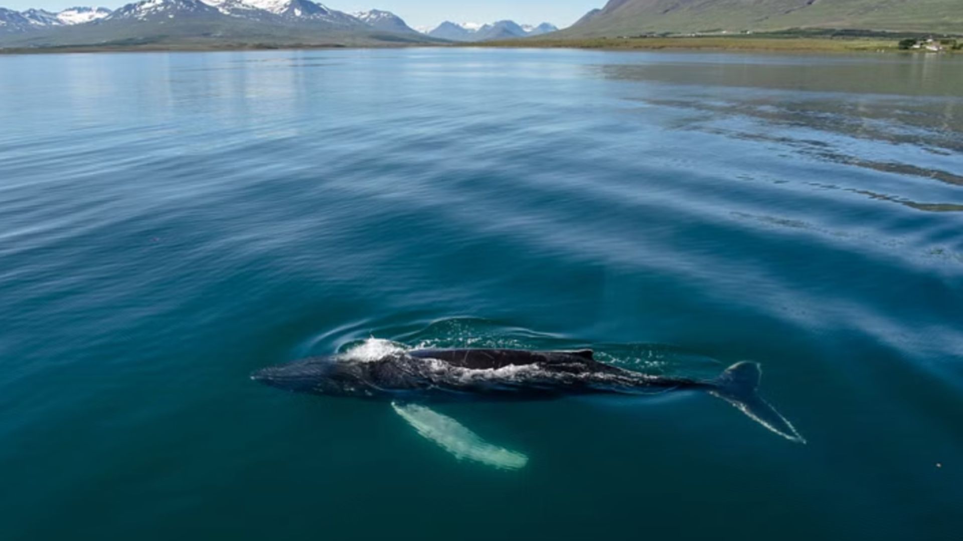 Whale Watching Akureyri