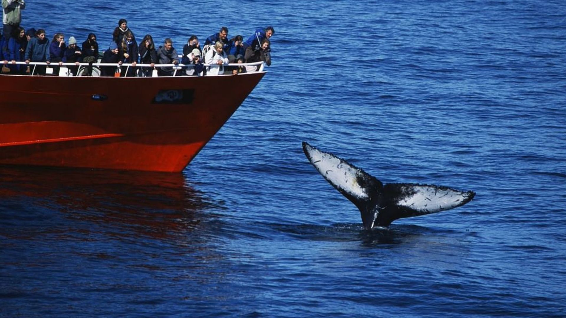 Whale Watching Tour in Reykjavik