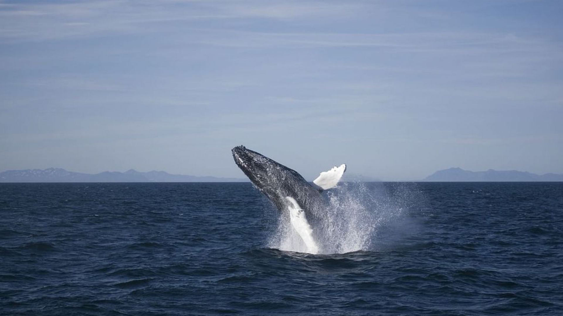 Whales in Reykjavik