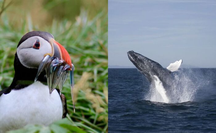 Puffins & Whales