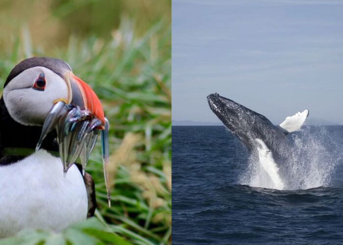 Puffins & Whales