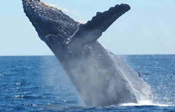 Whale Watching Cruise3 The most common sights are minke and humpback whales, dolphins and porpoises