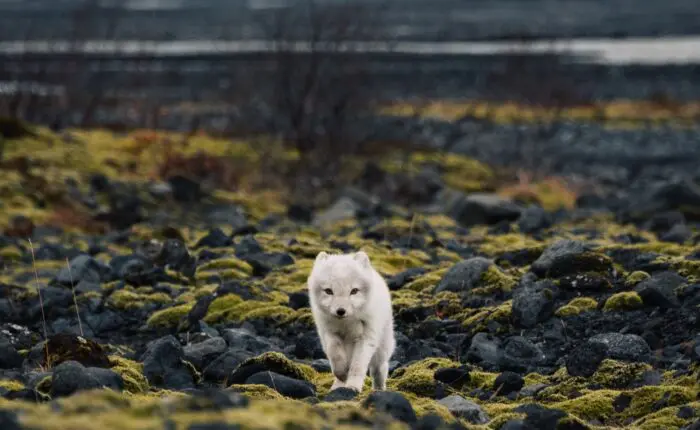 A small arctic fox