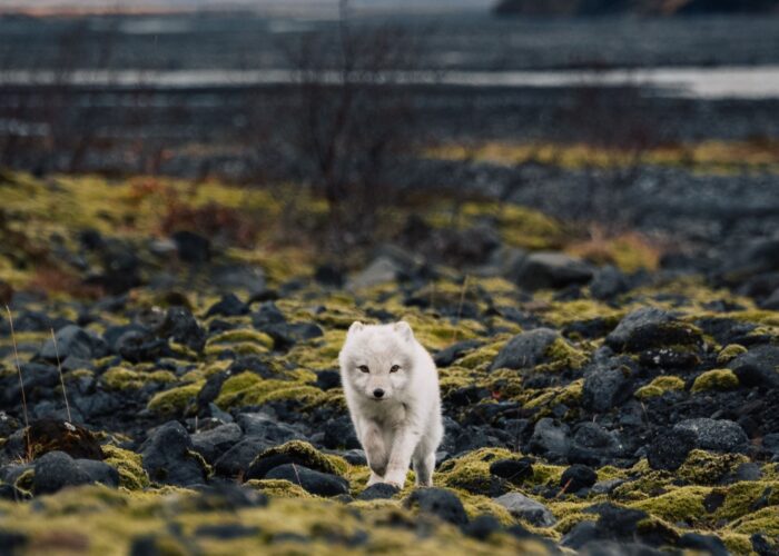 A small arctic fox